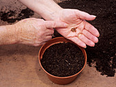 Sowing iris seeds