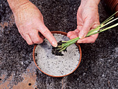 Sowing blue-eyed grass seeds