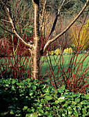 Dogwood (Cornus alba 'Sibirica') stems