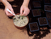 Allium propagation