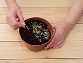 Sowing clematis seeds