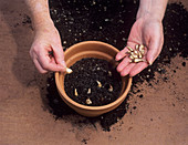 Planting grape hyacinth bulbils