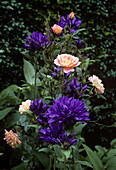 Clustered bellflower and rose flowers