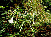 Datura plant with white flowers