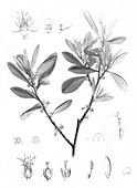 Engraving of Erythroxylon coca,cocaine