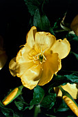 Flower of the evening primrose