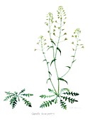 Artwork of Shepherd's Purse plant