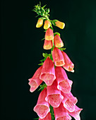 Flowers of the foxglove,Digitalis