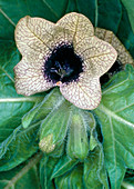 Henbane flower,Hyoscyamus niger