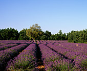 Field of Lavender in Provence,France
