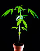 Potted marijuana plant,Cannabis