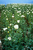 Opium poppies in a field