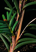 Branch of Pacific yew,source of taxol