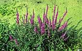 Purple Loosestrife,a medicinal plant