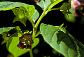 Deadly nightshade plant