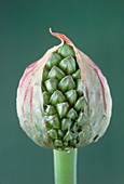 Bud of round-headed leek,Allium
