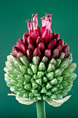 Round-headed leek flower,Allium