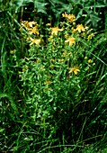 St John's Wort plant,Hypericum