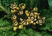 Mandrake flowers