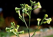 Flowering tobacco