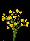 Common buttercups