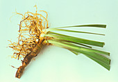 Iris root