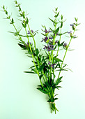 Hyssop herb