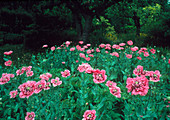 Opium poppy field