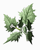 Thornapple plant