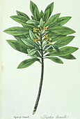 Spurge laurel branch