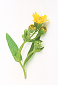 Arnica flower