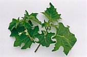Indian solanum leaves