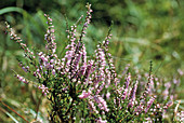 Calluna vulgaris heather flowers