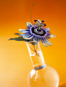 Passion flower in vase