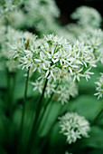 Wild garlic