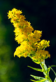 Golden rod flowers