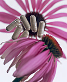 Echinacea flowers and capsules