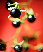 Deadly nightshade berries