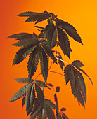 Cannabis plant