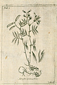 Heath pea plant,artwork