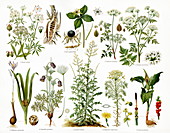 Poisonous plants