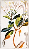 Quinine plant