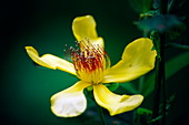 St John's wort flower (Hypericum gebleri)