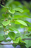 Chinese schisandra (Schisandra chinensis)