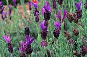 Spanish lavender (Lavandula stoechas)