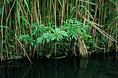 Cannabis plant