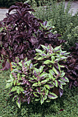 Purple basil (Ocimum basilicum)