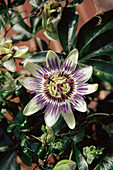 Passion flower (Passiflora caerulea)