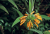 Wild dagga flower