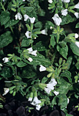 Lungwort 'Sissinghurst White' flowers
